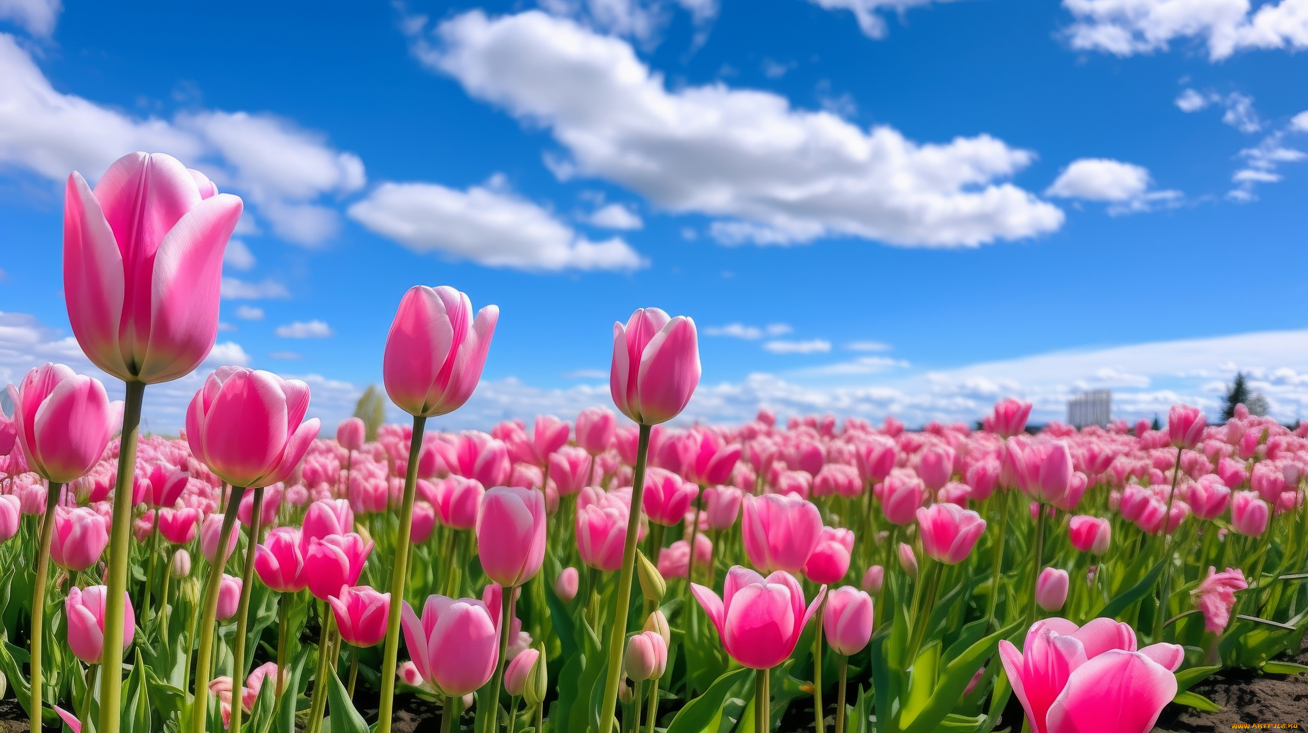 3� �������, ����� , flowers, ����, �������, ��������, ������, ����